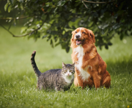 Cane e gatto agriturismo pet friendly